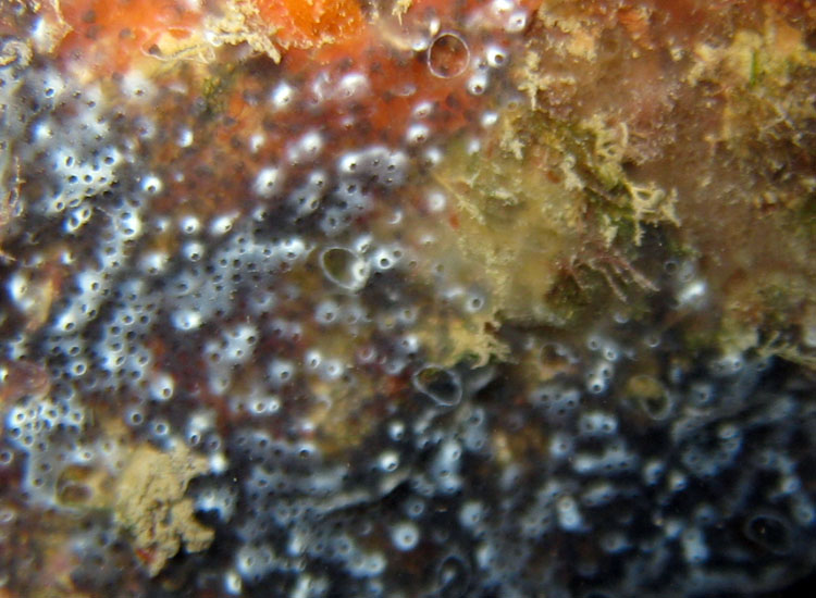 Diplosoma spongiforme